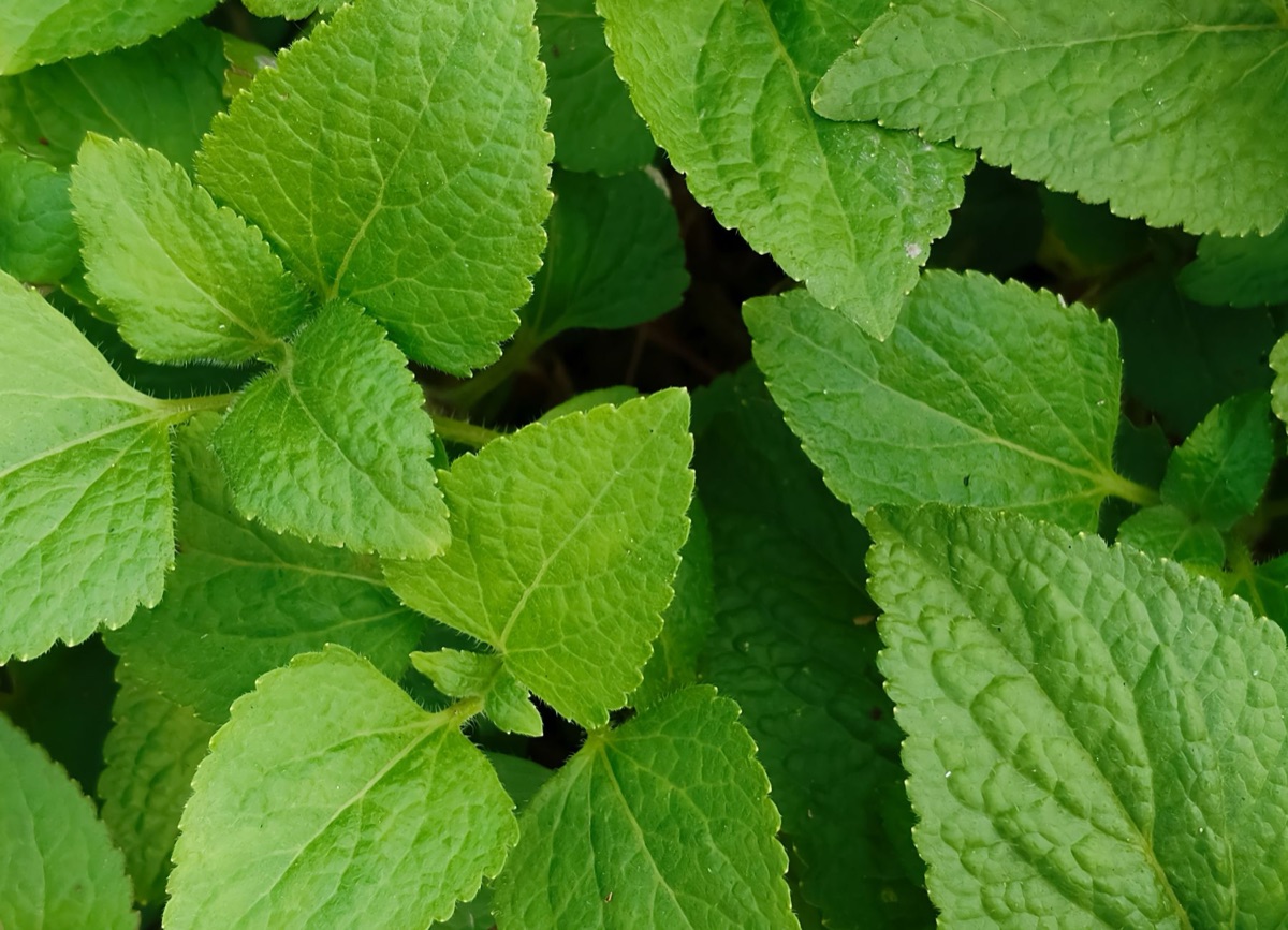 symptôme ibs et huile de menthe poivrée