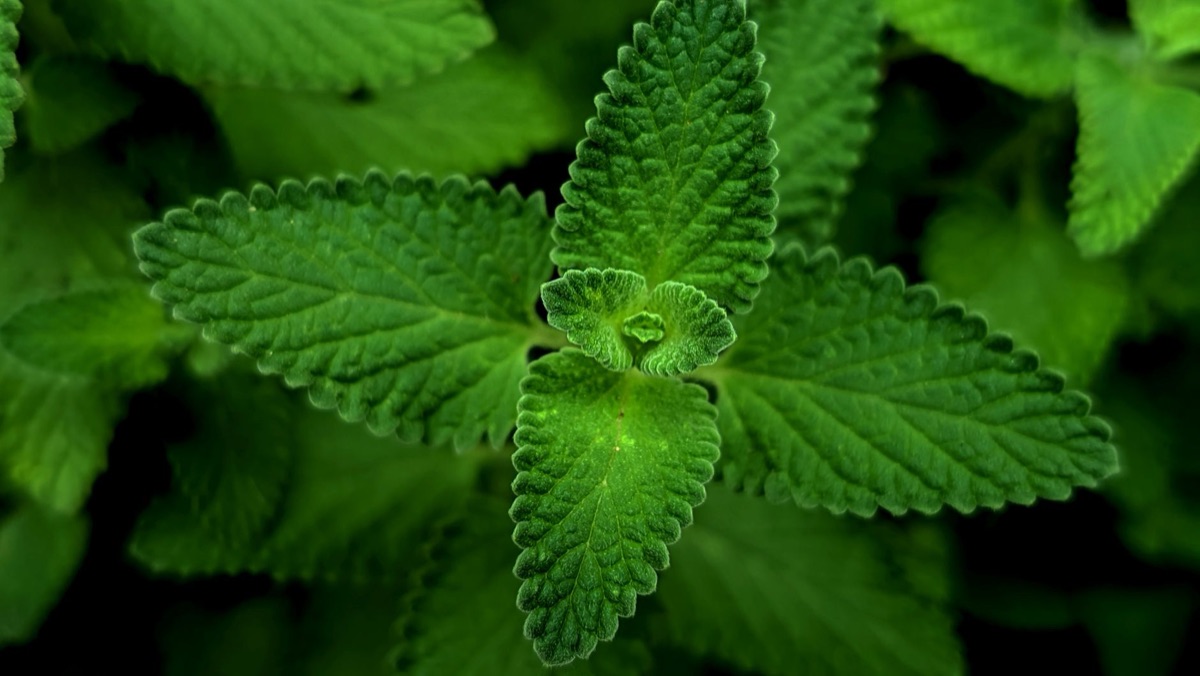 Gocce di olio di menta piperita su foglia