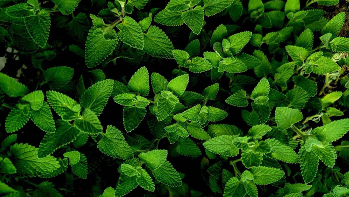 peppermint oil op 3