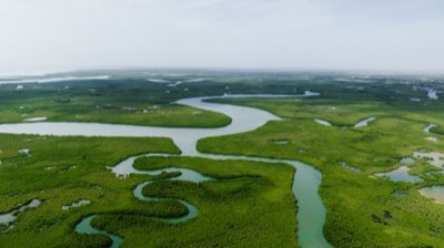 薄荷油緩解腸躁症腹痛？科學研究深度解析其功效完整指南