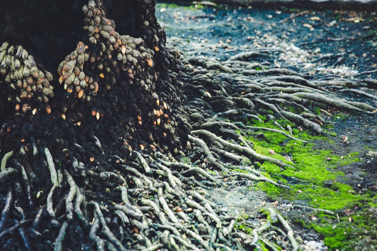 raiz de gengibre em ambiente natural