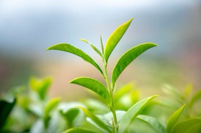 Green Tea Brewing: Maximize Catechin Benefits in 2 Minutes