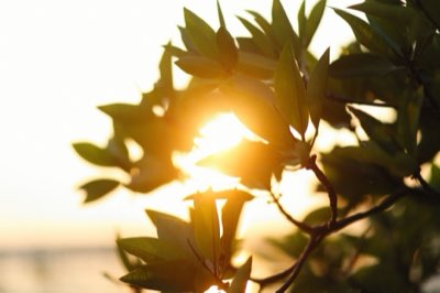 Té Verde: 2 Minutos Clave para Máximo Beneficio de Catequinas