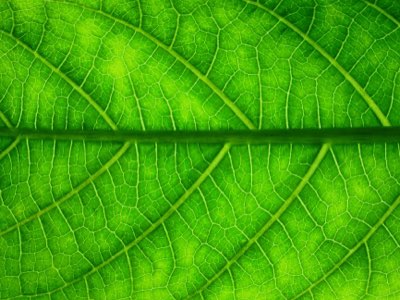 Groene Thee: Maximale Catechine Voordelen in 2 Minuten