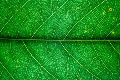 Chá Verde: Maximize Benefícios em 2 Minutos com Precisão