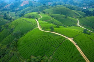 綠茶萃取關鍵：70-80度水與兩分鐘最佳沖泡法完整指南