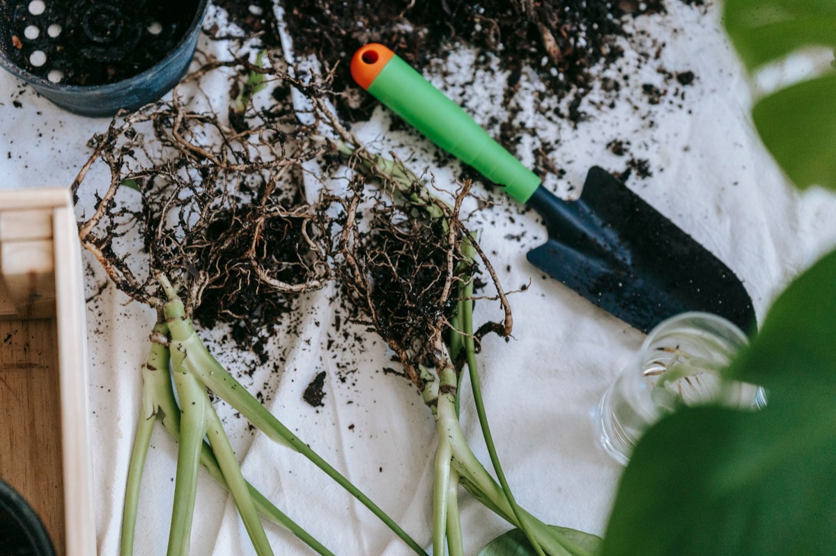 hoja de alcachofa con tierra