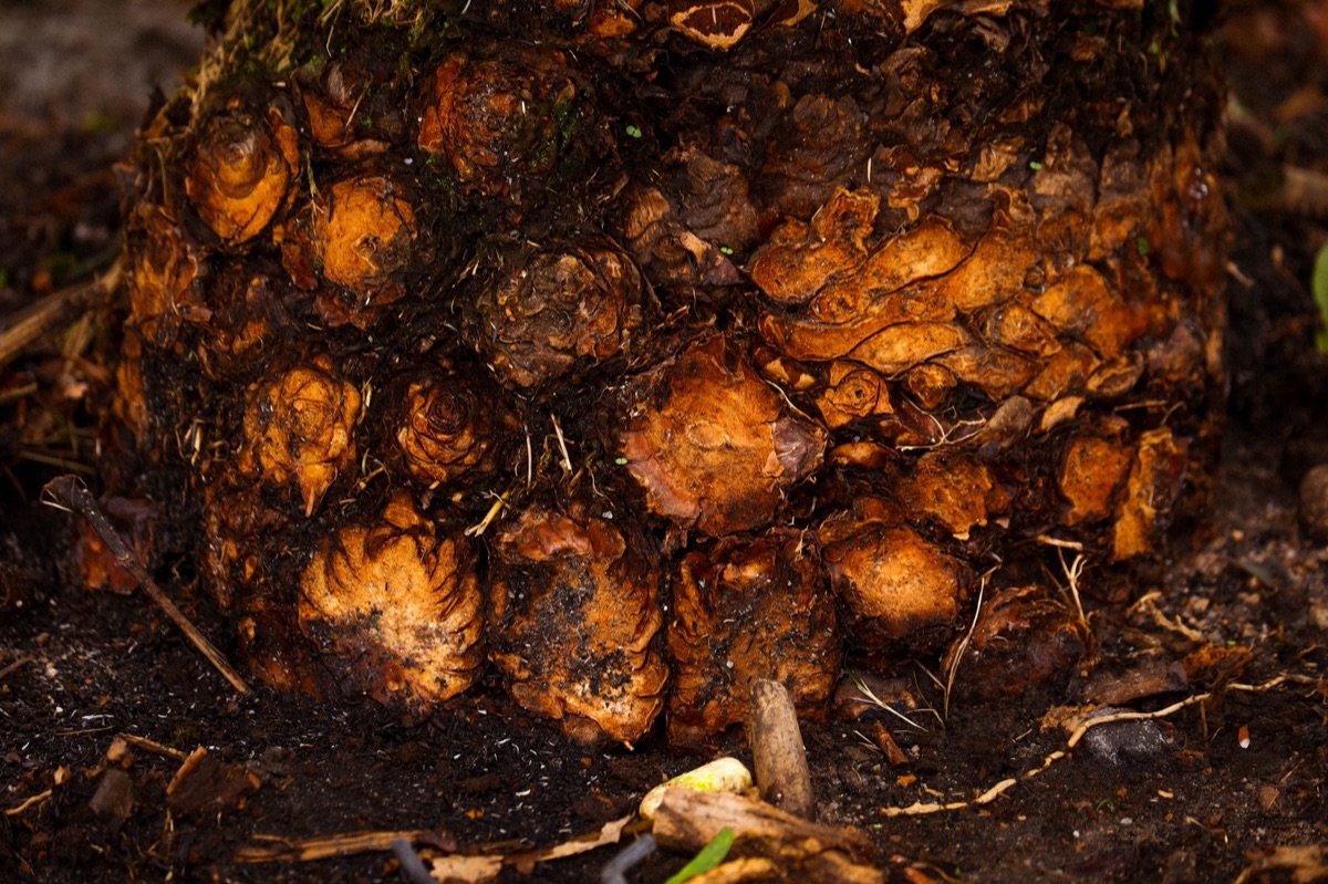 radice di curcuma in ambiente naturale