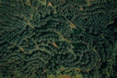 クルクミン研究1995年以降 関節痛軽減の科学的根拠とは
