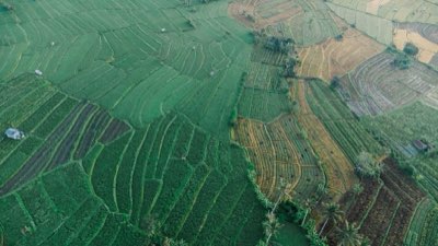 Curcumina e Articulações: Estudo de 1995 Explora Alívio da Dor