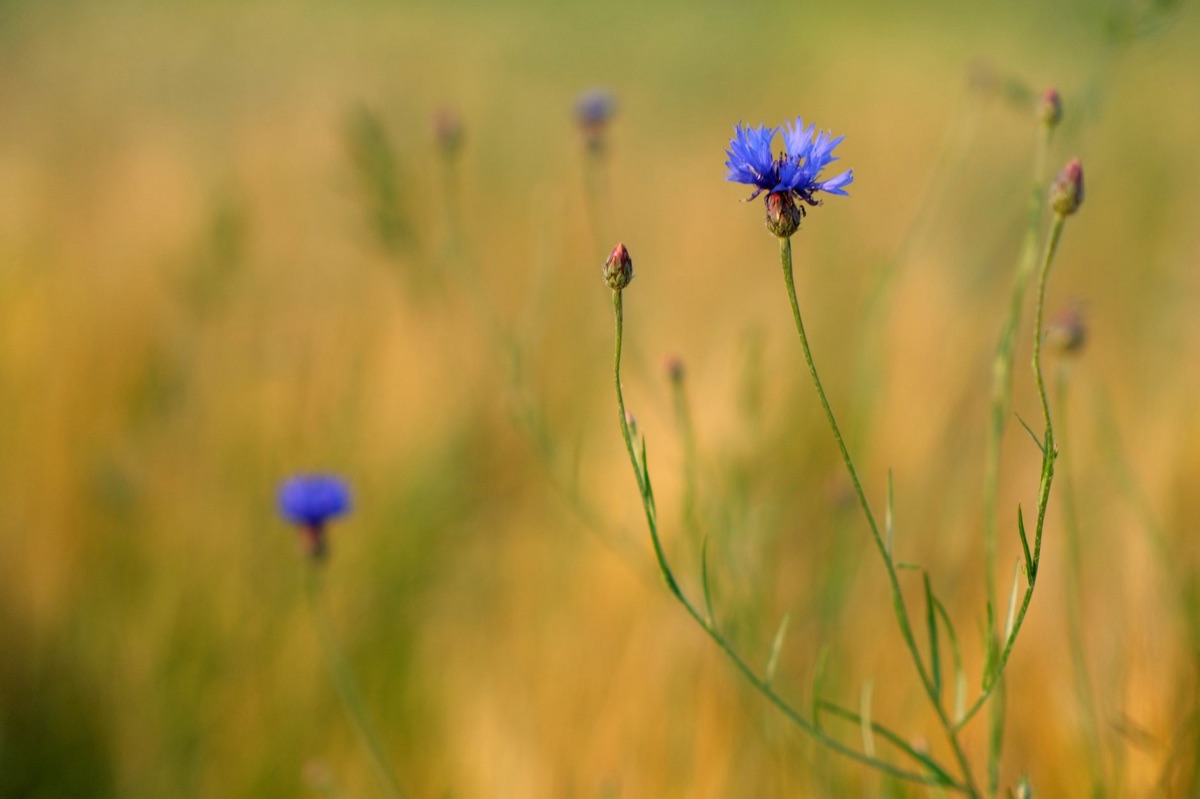 Centaurea cyanus in Blatttee