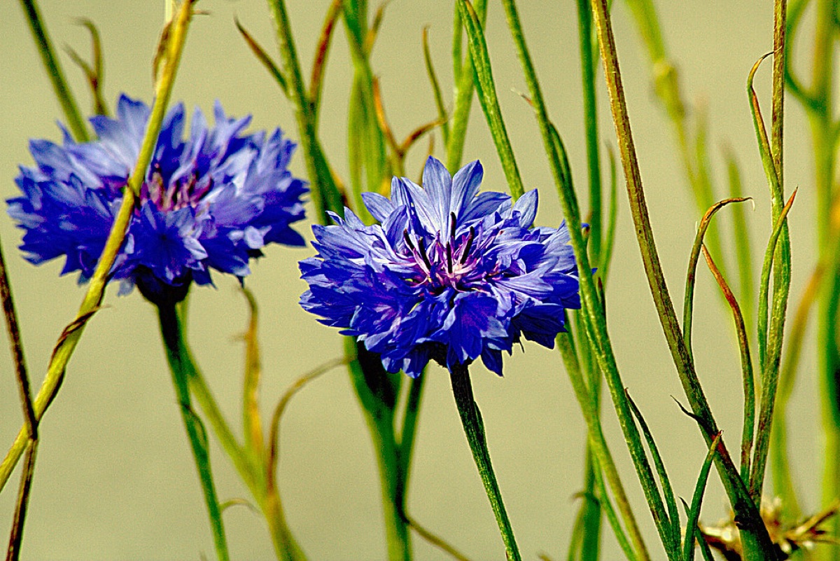 Centaurea cyanus in garden bed