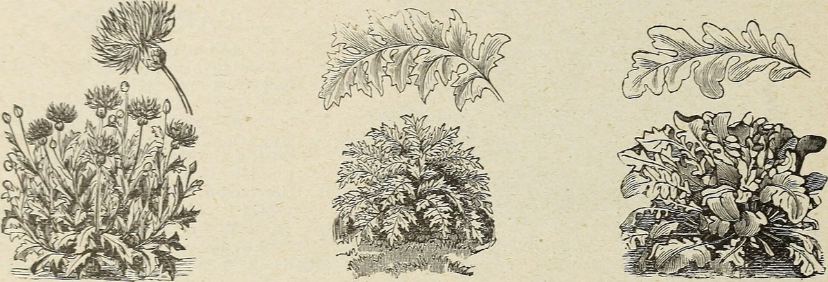 Centaurea cyanus with fresh leaves