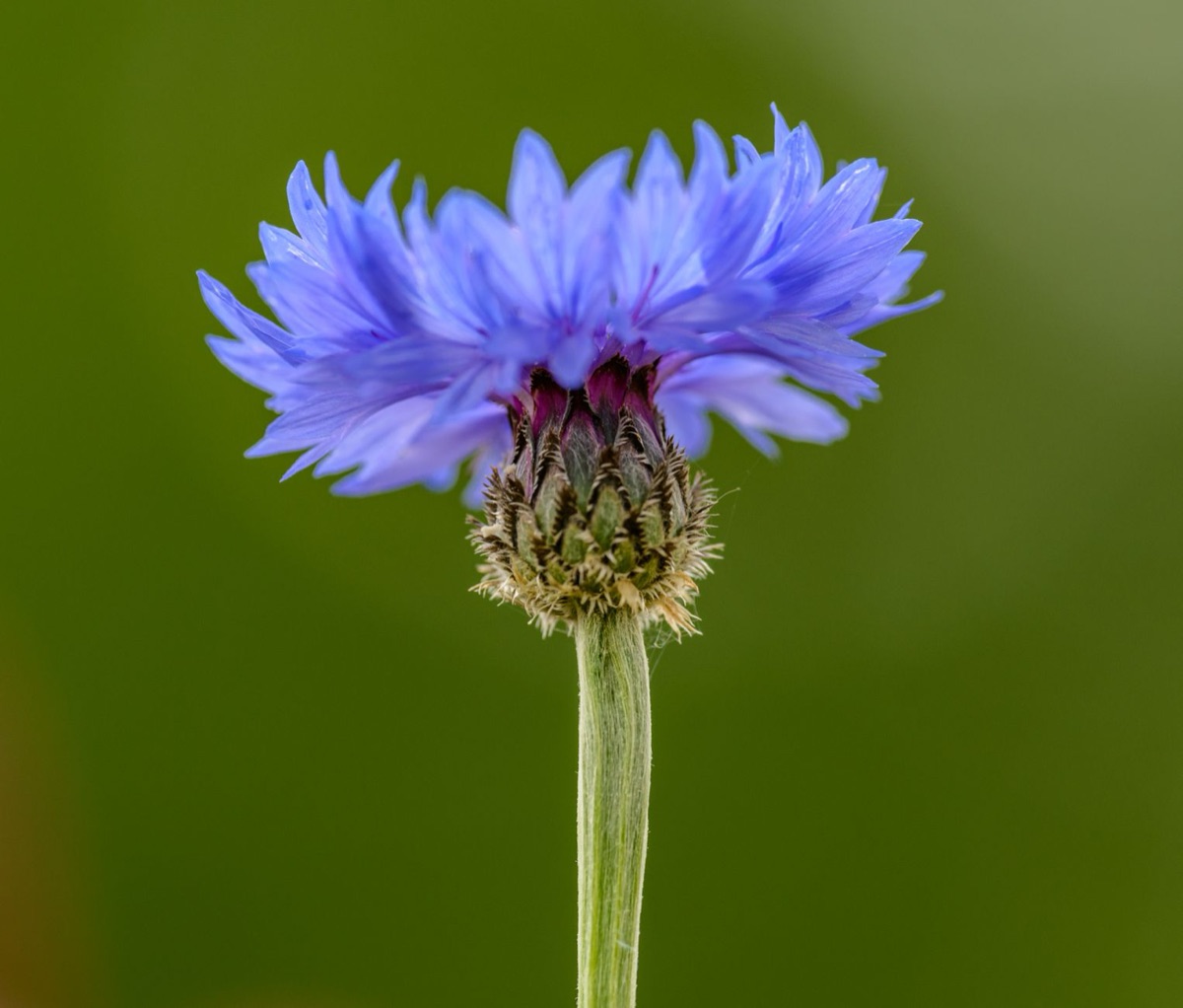 Flor de centaurea cyanus en florero