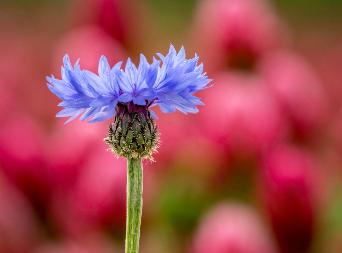 Centaurea cyanus utilizado en té herbal