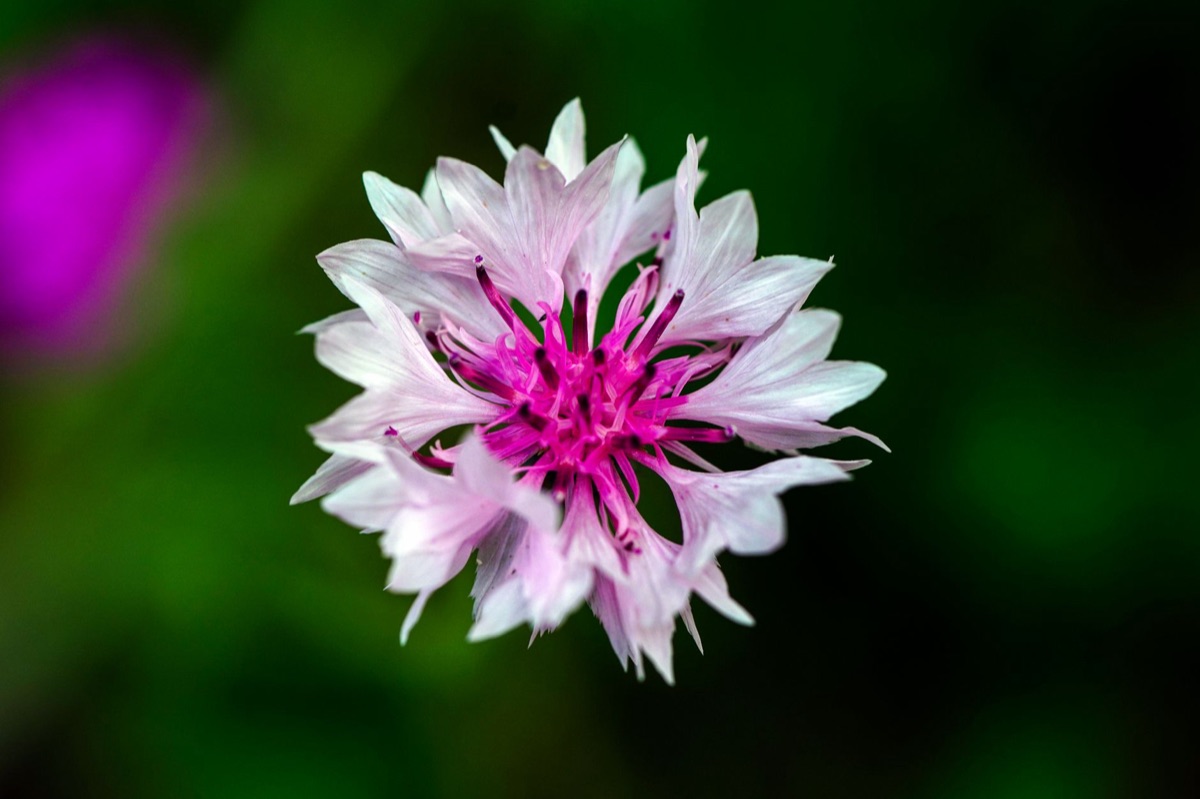 Fleur de Centaurea cyanus dans un vase