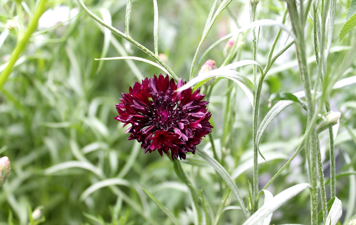 Centaurea cyanus dans un jardin