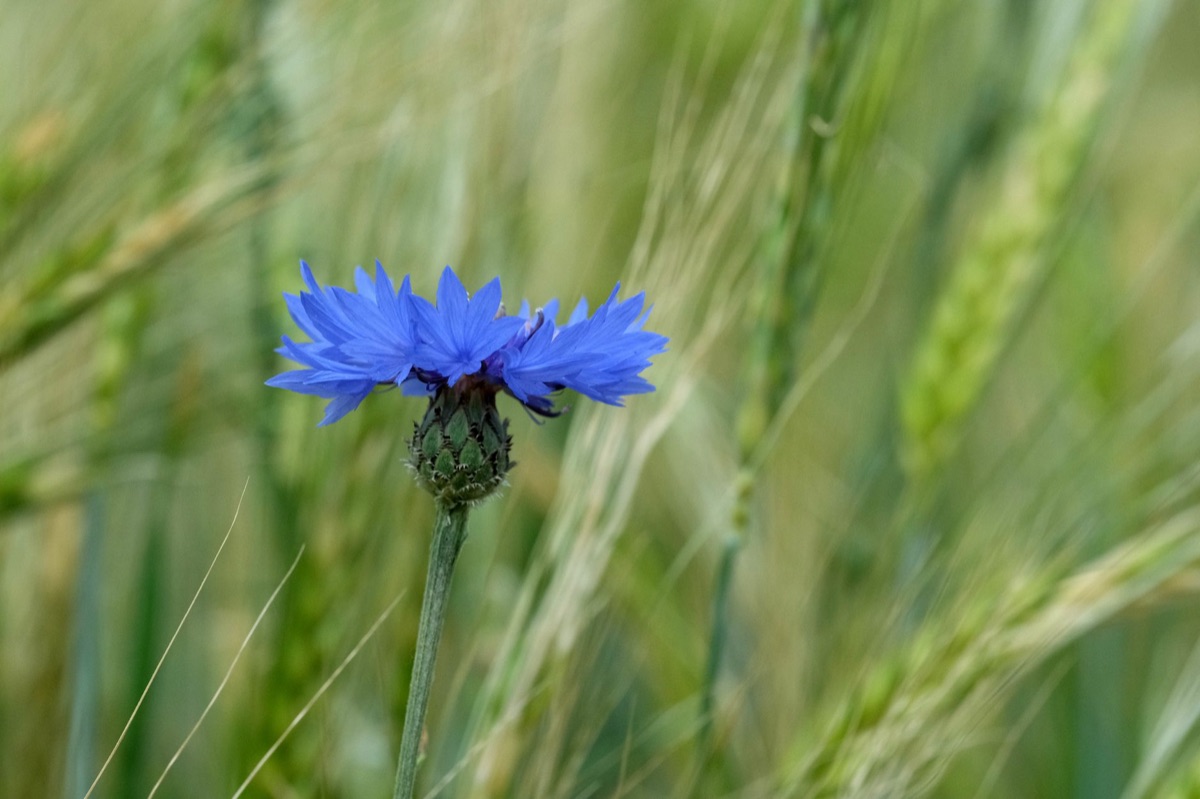 Centaurea cyanus flower in natural setting