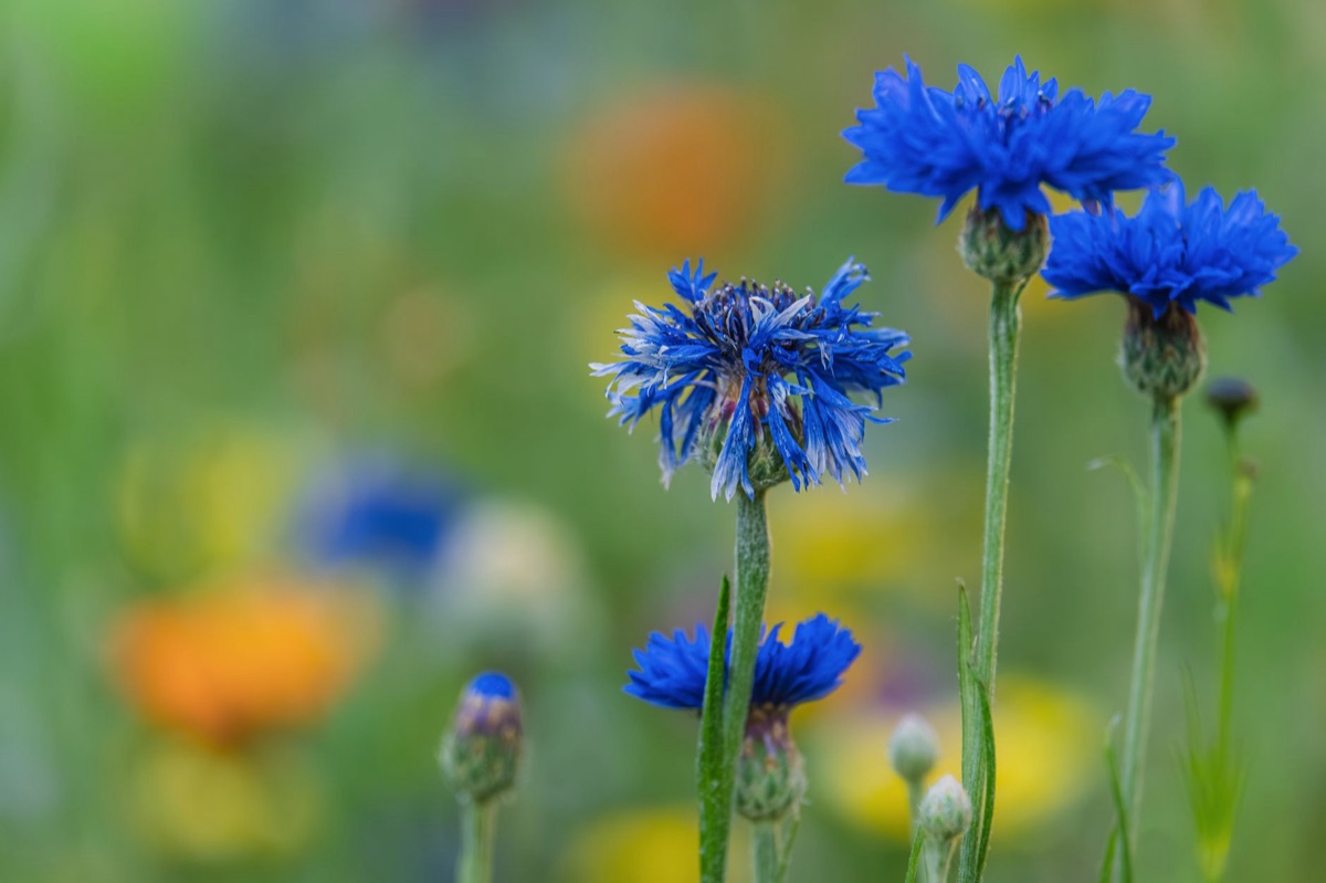 Centaurea cyanus used in herbal tea