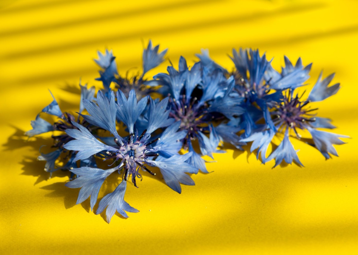 金菊の茶葉
