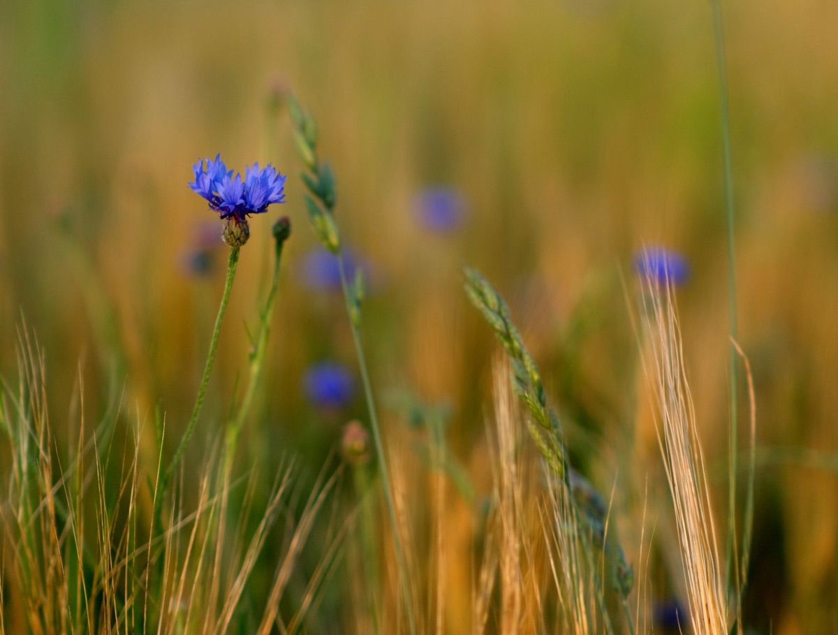 flores de centaurea cyanus em ambiente natural