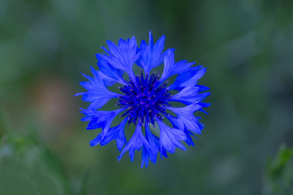 flores de centaurea cyanus em laboratório