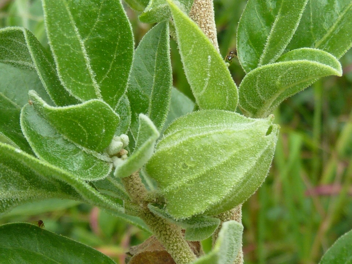 ginseng plant in garden