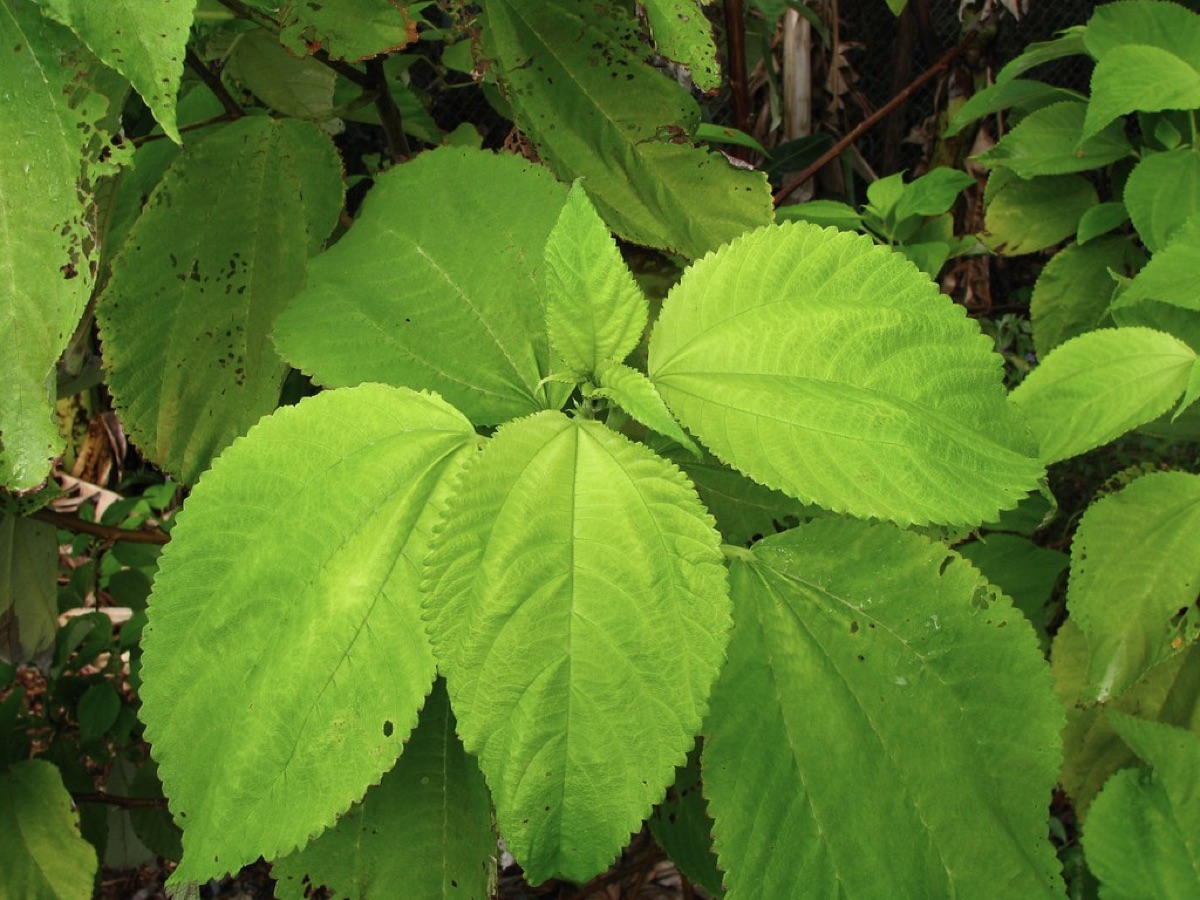 erba medica in tè