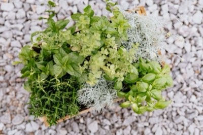 Ayurveda Cake: Meer dan Smaak, Een Energetische Balans