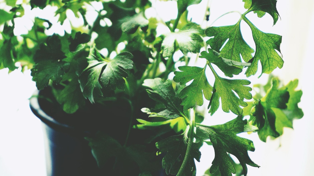 Natural herb cake with visible herbs