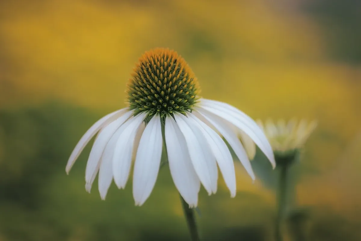 echinacea, white flower, summer, blossoming, nature, gardening, petal, herb garden, green, contrast, details, macro, soft light, focus, landscape, natural beaut