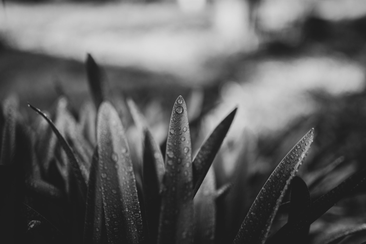 Turmeric leaves with dew