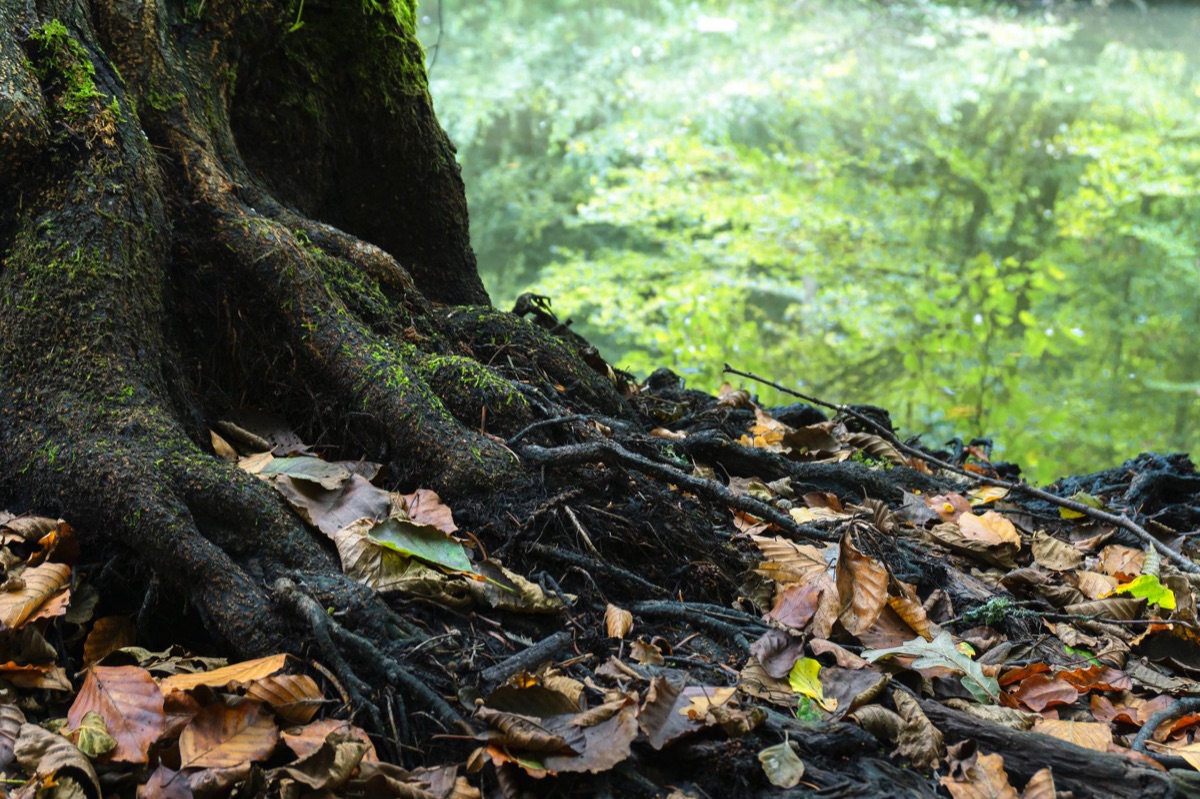turmeric root in natural environment